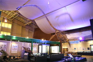 エコミュージアムセンターで化石体験